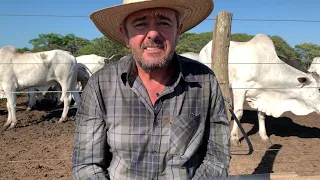 Confinamento Brasileiro de bois 🐂 (04)