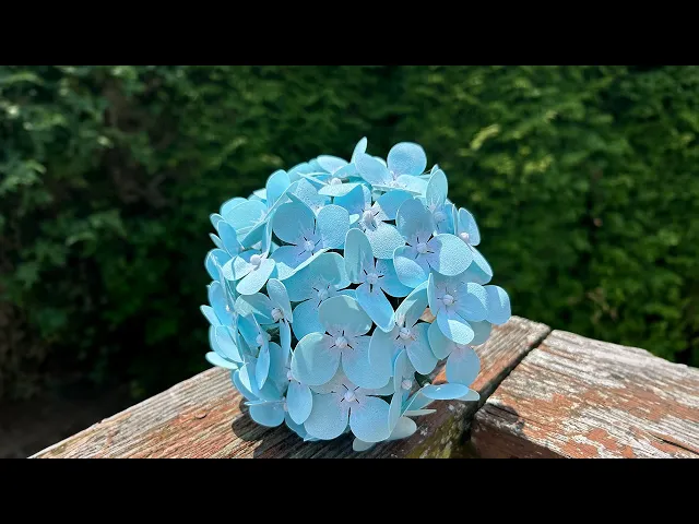 Blue Hydrangea! video thumbnail