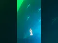 20230708本色音樂季(水某音樂季)—MC HotDog熱狗 白老鼠