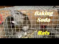 Baking Soda vs Rats - Part 2