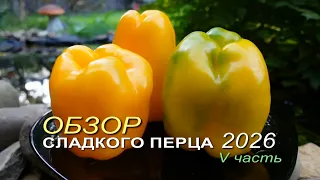 Обзор коллекционных сортов СЛАДКОГО ПЕРЦА сезона 2026 🌶V часть | Семена перцев ЗЕЛЕНЫЙ ОГОРОД