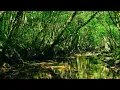 Download Lagu Relaxing Nature Sounds - Birdsong \u0026 Babbling Forest Stream, Relax, Study