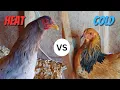 Heat Tolerant VS Cold Tolerant Chicken Choosing The Right Chicken Breed For Your Climate
