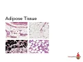 Adipose Tissue