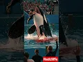 Download Lagu Jessica orca attack incident #jessica #radcliffe #shorts #dolphins #orca