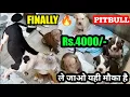 FINALLY Rs 4000 - only Pitbull puppies in cheapest price