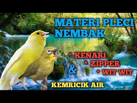 Download MP3 Masteran pleci nembak kenari Zipper witwit mudah diingat cepat respon - white eye therapist