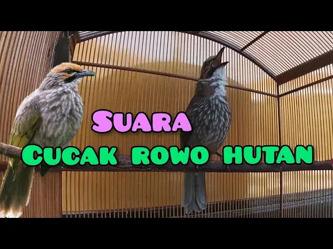 Download MP3 Suara Burung Cucak Rowo Hutan - Gacor #kicaumania #kicaumaniaindonesia