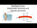 Starling Forces Hydrostatic pressure and Oncotic pressure