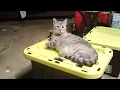 Tiger The Tabby Siamese Mix