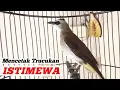 Download Lagu Pancingan dan MASTERAN ISTIMEWA untuk burung trucukan Agar cepat bunyi gacor dan ROPEL