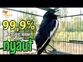 Download Lagu terapi pagi dijamin ampuh bikin kacer bahan cepat bunyi dan gacor bikin nyaut semua jenis kacer