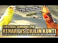 Download Lagu MASTERAN KENARI SAMBUNG CILILIN KUNTI PANJANG POWER TEBAL || MASTERAN MURAI BATU JUARA