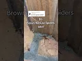 Brown Recluse Spiders are DANGEROUS