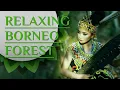Download Lagu ASMR - Borneo Forest with Sape Instrument Sounds