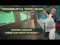 Lagu HUNTING LANGSUNG DI PABRIK IKAN PREDATOR MEWAH - BANYAK MEGATANK BERISI IKAN IKAN MEWAH GUYS