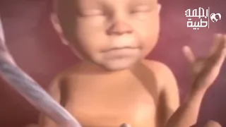 مراحل تكون الجنين في بطن أمه من سائل منوي داخل الرحم الي جنين كامل 