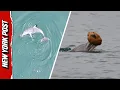 Scientists SHOCKED as Dolphins Filmed Using Shells to Trap Prey for the First Time