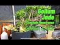 Gollum Jade Trim and Propagation