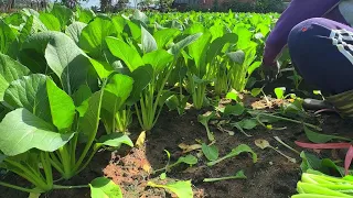 Harvesting cabbage garden