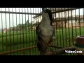 Download Lagu MASTERAN BURUNG CENDET MATAHARI GACOR