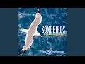 Download Lagu Kittiwake: Teriakan Melengking dari Tiga Burung Kittwake Serta Panggilan Keras dari Sepasang Burung dari...