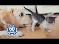 PUPPIES and KITTENS Only 60 Minutes of FUNNY Pets