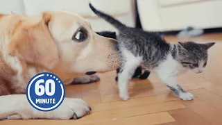 PUPPIES And KITTENS Only 60 Minutes Of FUNNY Pets 