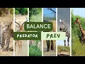 The Balance of Predator and Prey in Nature