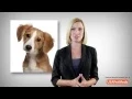 Pet Meds USA - Free Rx Card
