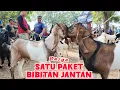Download Lagu UPDATE HARGA KAMBING DI PASAR KAMBING DURENAN TRENGGALEK TERBARU 6 Sebtember  2025