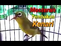Download Lagu Masteran Pleci Tembakan KENARI