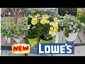 LOWES BEST NEW PLANTS CLEARANCE ARRIVALS FOR SPRING HOW TO MAKE YOUR GARDEN BEAUTIFUL
