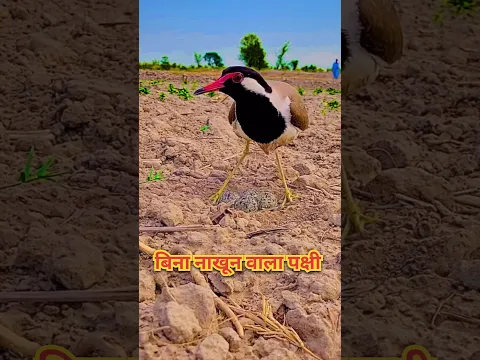 कभी पेड़ पर ना बेठने वाला पक्षी 🤯 बिना नाखून वाला पक्षी - टिटहरी 🤯#shorts #shortsvideo