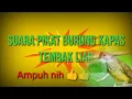Download Lagu Suara Pikat burung kapas Tembak Ampuh Nih. Suara nya bersih mantap