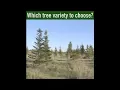 Download Lagu Pick the perfect Christmas tree