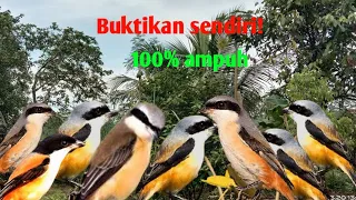 Download Suara MP3 burung cendet bikin ngamuk lawan anti zonk‼️ MP3