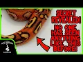 IS THIS THE MOST INCREDIBLE BALL PYTHON EVER PRODUCED