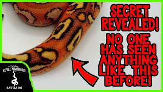 IS THIS THE MOST INCREDIBLE BALL PYTHON EVER PRODUCED