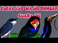 Lagu Audio jernih dan mudah ditirukan | tengkek buto, tengkek udang dan jinjing petulak