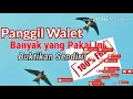 suara panggil walet || banyak yang pakai suara ini buktikan sendiri responnya