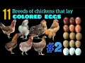 Basic Genetics Course Genetic Secret Behind Colored Eggs and of 11 Chicken Breeds That Produce Them