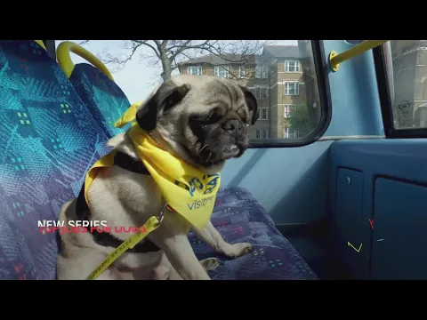 Top Jobs For Dogs | Starts Saturday 17 April at 6.30pm (Australia) | Promo Trailer