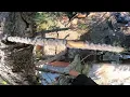 Two Climbers Remove Two Pine Trees In Close Quarters