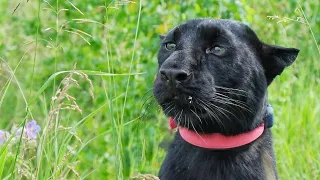Luna the panther's reaction to Vova's sister 🙈(ENG SUB)