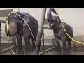 Asian Elephant Taught Itself How to Shower Using a Hose