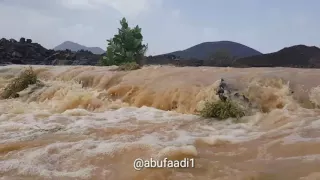 نشيد نور اضاء بصيرتي دندنها