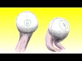 The left brain vs. right brain myth - Elizabeth Waters