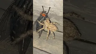 عنكبوت ذباب Spiderman 