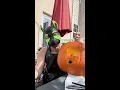 Watch a Pup make a PUPkin